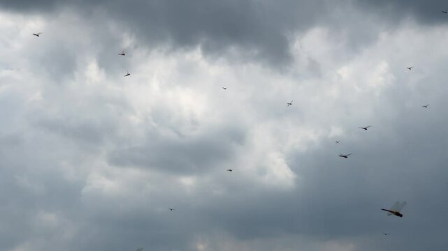 swarms of dragonflies flying in the sky