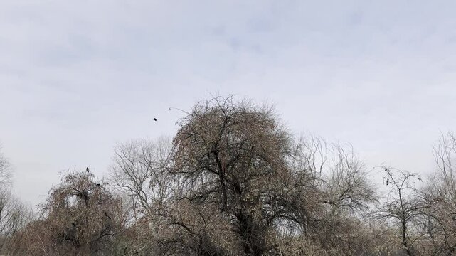 tree in the sky