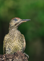 green woodpecker