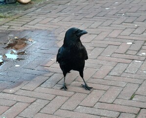 raven on the street