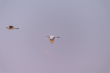 Telephoto of a great white Egret -Ardea alba- in Flight over the Okavango Delta, Botswana.
