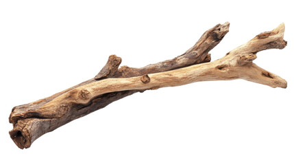 Fototapeta premium Old tree branch transparent background