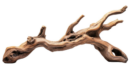 Fototapeta premium Old tree branch transparent background