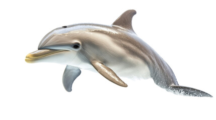 Fototapeta premium Dolphin jumping transparent background