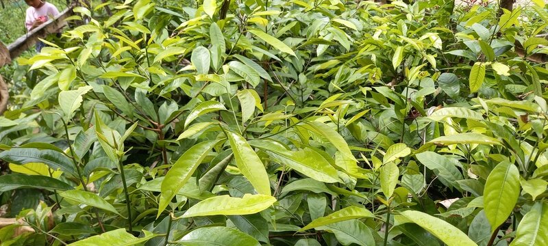 Nutmeg plant or Myristica fragrans in the nursery