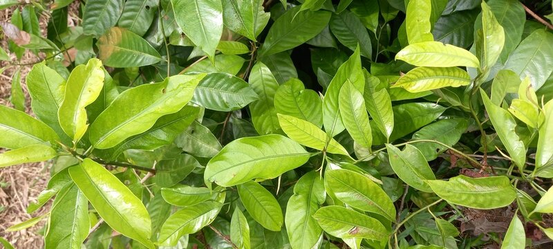 Nutmeg plant (Myristica fragrans) in the nursery 
