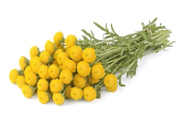 Tansy Isolated on White Background.