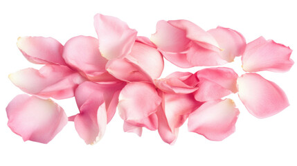 Fototapeta premium Rose petal transparent background