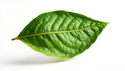 Obraz premium Single Vibrant Green Leaf Isolated on White Background