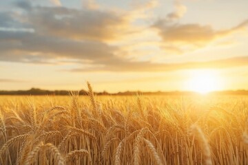Obraz premium Golden wheat field at sunset. Dramatic clouds, warm light. Peaceful rural landscape. Scenic view of harvest time. Tranquil atmosphere. Picturesque countryside scene. Beautiful natural setting. Golden