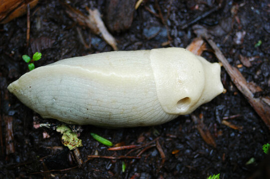 Banana Slug