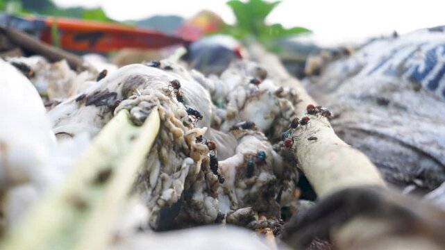 lose up of green flies swarming over trash full HD video