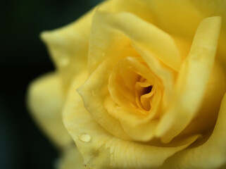 雨上がりの10月に咲いた黄色いバラ「サン･フレア」