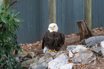 bald eagle in the zoo