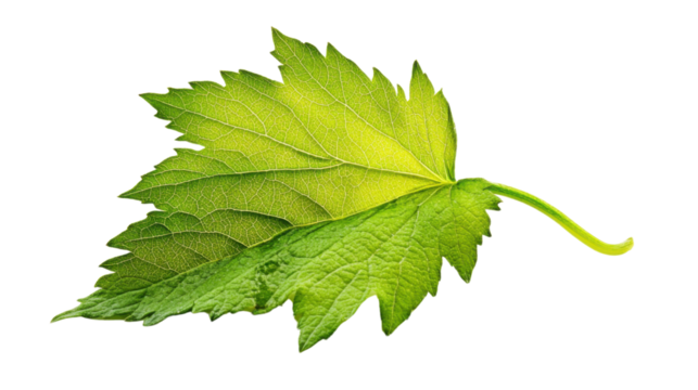 Grape leaf transparent background