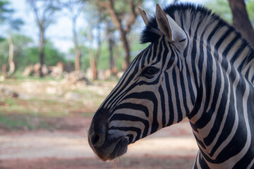 Wild african life. Close up Namibian mountain zebra in the middle of the savannah.