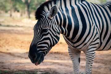 Naklejka premium Wild african life. Close up Namibian mountain zebra in the middle of the savannah.