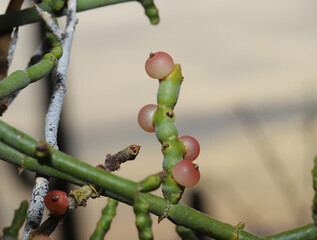Close-up of the pale red berries of a desert mistletoe (Phoradendron californicum).  They are eaten by birds, especially the silky flycatcher Phainopepla, which disperse the seeds to new host trees.