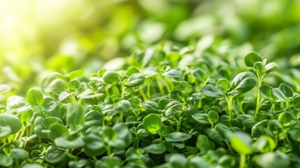 Obraz premium Indoor Growth of Fresh Herbs Under Bright Lights