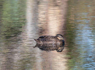Pacific Black Duck in McLaren Vale, South Australia