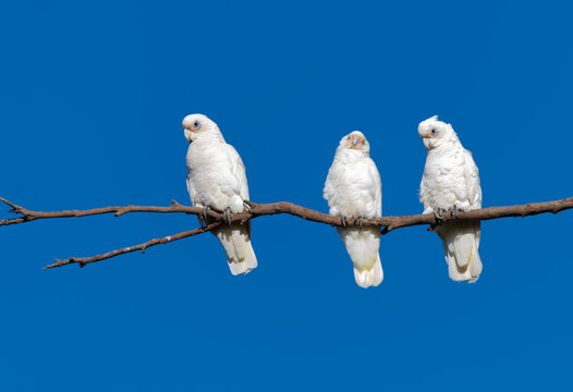 Corellas resting on a branch in South Australia