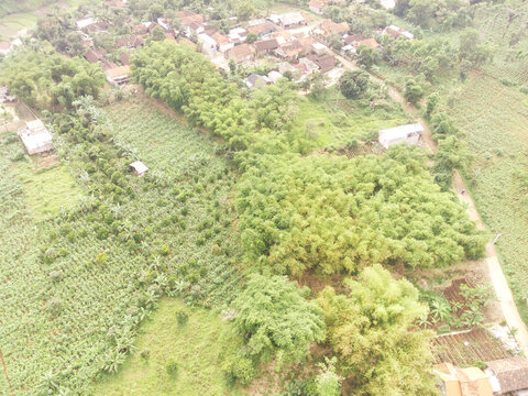Aerial shot of Ramin Tree Plantation around residential Houses. Ramin tree forest is planted by local residents because it has high economic value. Woodland Industry. Trees planted intentionally