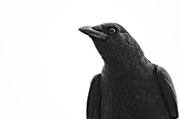 A high-contrast black-and-white portrait of a crow, featuring intricate feather details and a minimalist white background. The composition highlights the bird's expressive gaze and elegant texture.