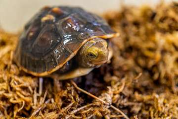 セマルハコガメのベビーのアップ