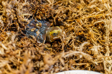 セマルハコガメのベビーのアップ