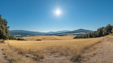 Fototapeta premium Sunny day panoramic view of vast golden field and distant mountains under clear blue sky.
