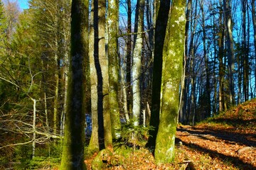 Obraz premium Temperate, deciduous forest in winter with sunlight lighting the tree trunks