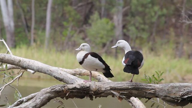 Two Radjah Shelduck birds standing on a tree branch
