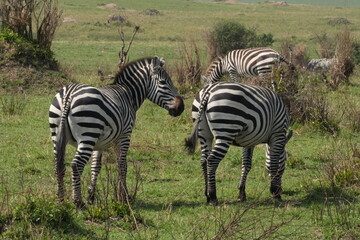 A group of zebras wander across and graze on the golden savanna of the Maasai Mara, Kenya, their striking black-and-white stripes standing in vivid contrast against the warm hues of the grasslands.