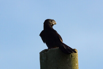 Campos dos Goytacazes, RJ, Brazil, 12/31/2024 - Smooth-billed ani, anu-preto, Crotophaga ani sit on power line in Campos' countryside