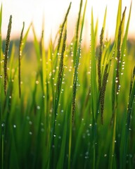 Obraz premium Lush green grass with dew drops glistening in the sunlight.