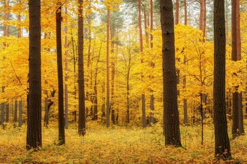 Fototapeta premium A serene autumn forest with vibrant yellow leaves and tall trees.
