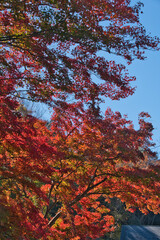 埼玉県のメッツァ宮沢湖の紅葉