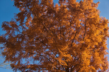 埼玉県のメッツァ宮沢湖の紅葉