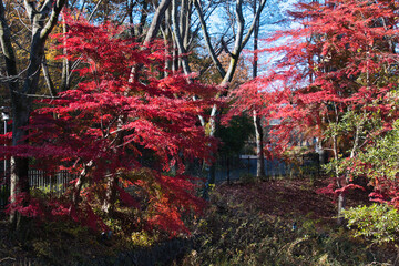 埼玉県のメッツァ宮沢湖の紅葉