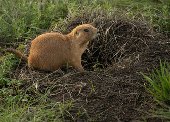 Small Brown Prarie Dog Sits At The Edge of A Dirt Hole