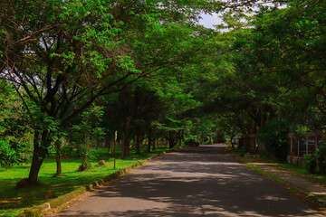 footpath in the park