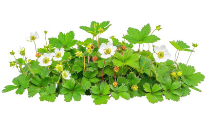 Wild strawberry plant in bloom transparent background