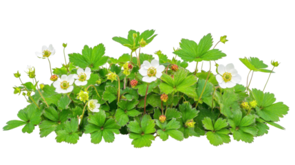 Wild strawberry plant in bloom transparent background