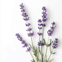 Obraz premium Flower bunch of lavender