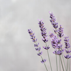 Obraz premium Flower close up of lavender