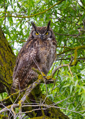 Great Horned Owl in the hedgerow