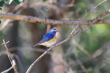 Red-franked Bluetail patrolling his territory