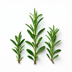 Fototapeta premium Rosemary Trio: Fresh Sprigs of Rosemary Arranged in a Triangular Pattern 
