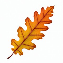 Autumn Oak Leaf: A single, vibrant orange and yellow oak leaf, delicately veined, showcases the beauty of fall foliage.  Its graceful form and rich colors evoke a sense of warmth and tranquility.