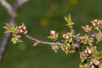 A branch of an apple tree densely covered with inflorescences with small buds just beginning to open in spring
